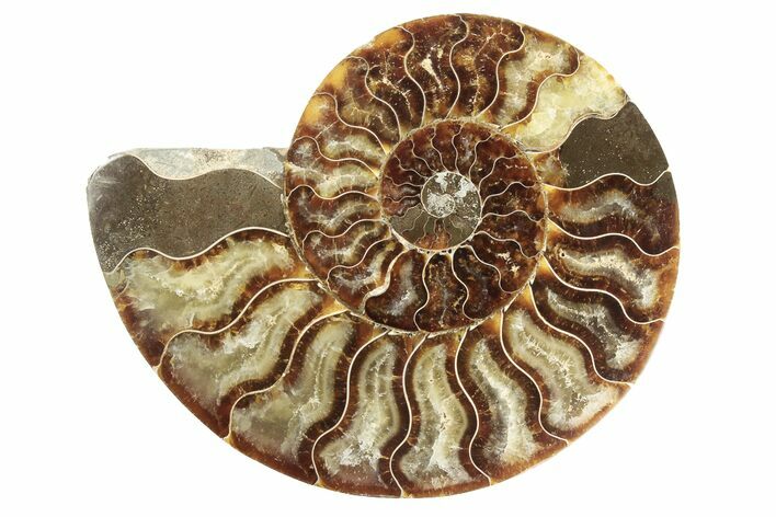 Cut & Polished Ammonite Fossil (Half) - Madagascar #191561